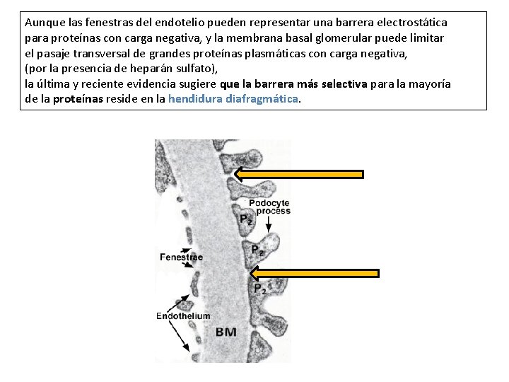 Aunque las fenestras del endotelio pueden representar una barrera electrostática para proteínas con carga