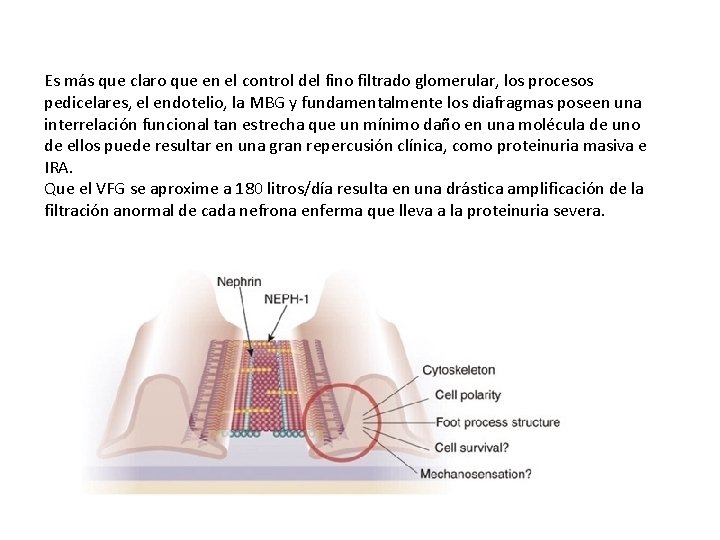 Es más que claro que en el control del fino filtrado glomerular, los procesos