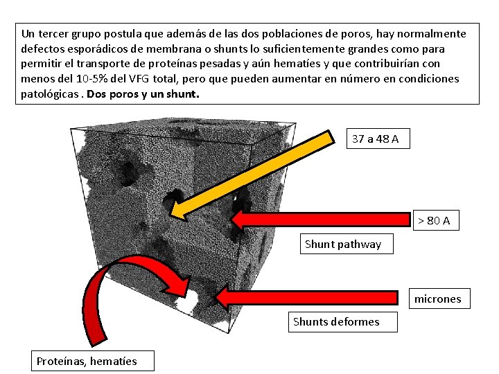 Un tercer grupo postula que además de las dos poblaciones de poros, hay normalmente