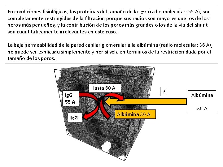 En condiciones fisiológicas, las proteínas del tamaño de la Ig. G (radio molecular: 55