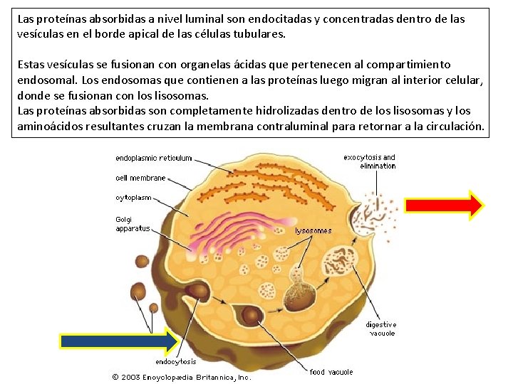 Las proteínas absorbidas a nivel luminal son endocitadas y concentradas dentro de las vesículas