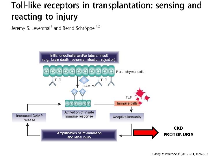 CKD PROTEINURIA 