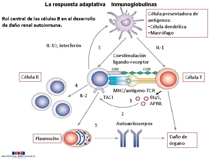 La respuesta adaptativa Inmunoglobulinas Célula presentadora de antígenos: • Célula dendrítica • Macrófago Rol