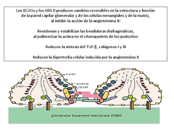 Los IECASs y los ARA II producen cambios reversibles en la estructura y función