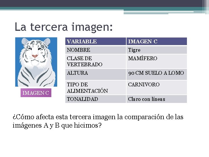 La tercera imagen: IMAGEN C VARIABLE IMAGEN C NOMBRE Tigre CLASE DE VERTEBRADO MAMÍFERO