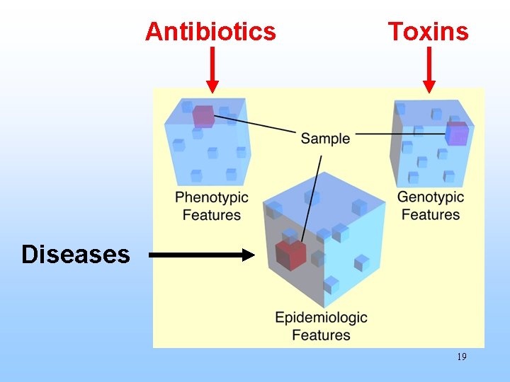 Antibiotics Toxins Diseases 19 