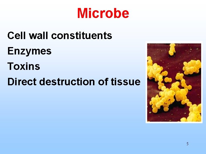Microbe Cell wall constituents Enzymes Toxins Direct destruction of tissue 5 