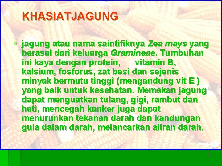 KHASIATJAGUNG § jagung atau nama saintifiknya Zea mays yang berasal dari keluarga Gramineae. Tumbuhan