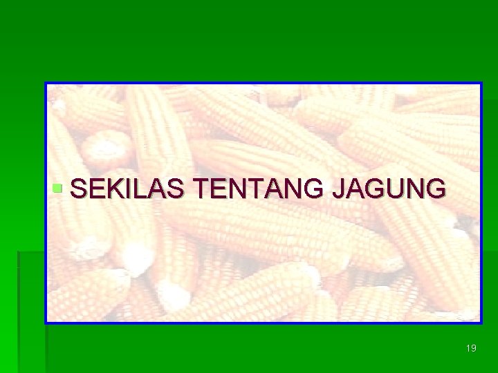 § SEKILAS TENTANG JAGUNG 19 