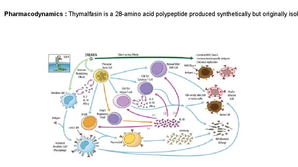 Pharmacodynamics : Thymalfasin is a 28 -amino acid polypeptide produced synthetically but originally isol