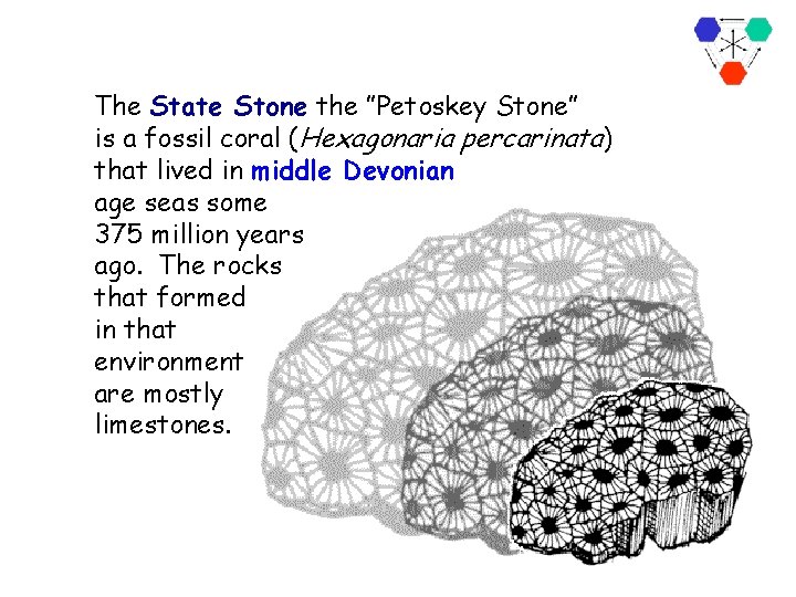 The State Stone the ”Petoskey Stone” is a fossil coral (Hexagonaria percarinata) that lived