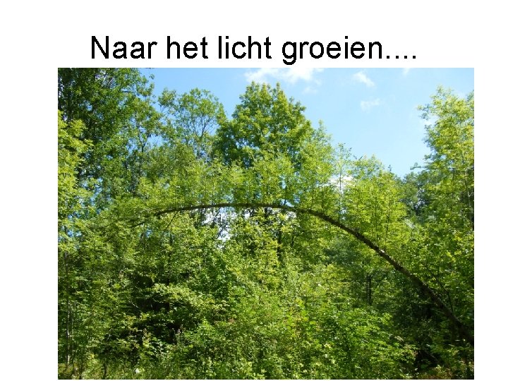 Naar het licht groeien. . 