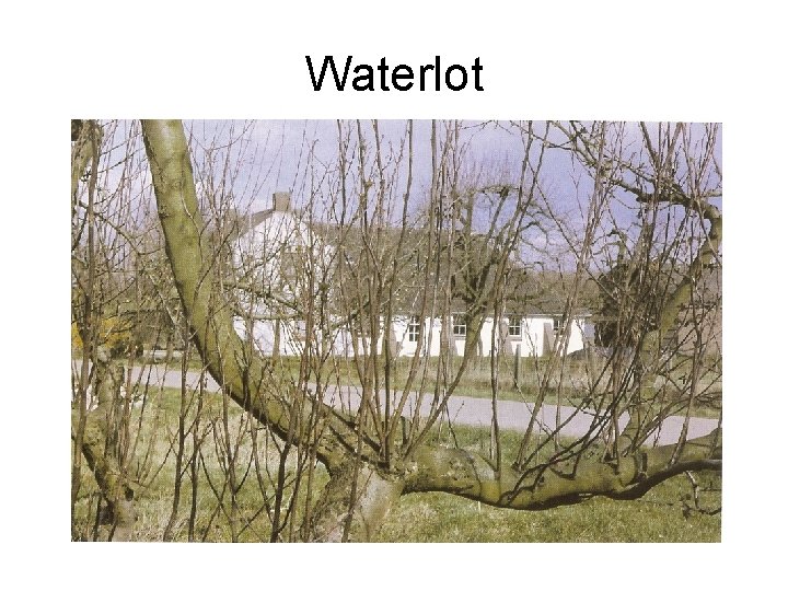 Waterlot 