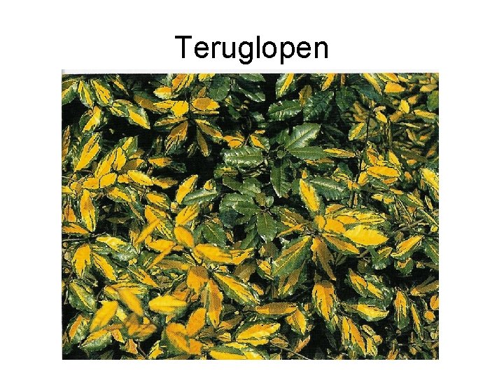 Teruglopen 