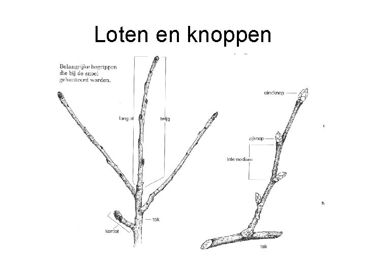 Loten en knoppen 