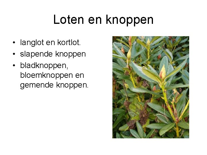 Loten en knoppen • langlot en kortlot. • slapende knoppen • bladknoppen, bloemknoppen en