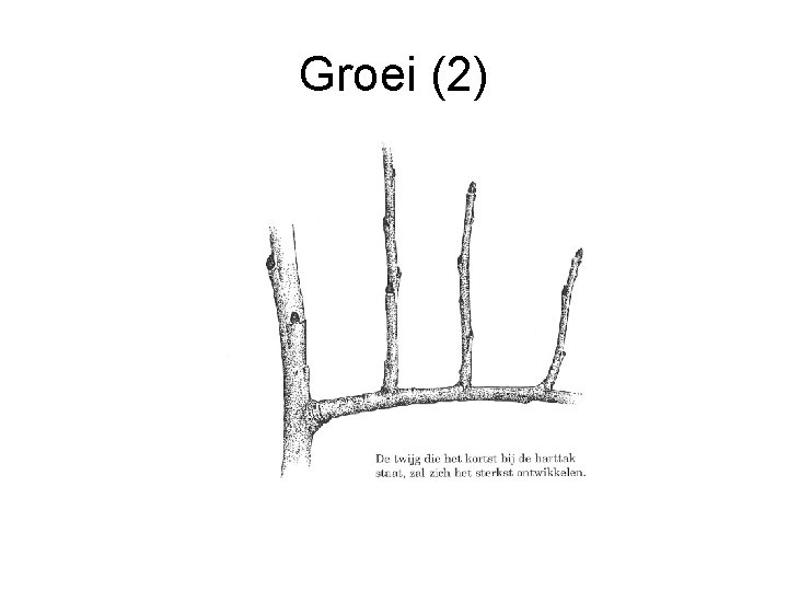 Groei (2) 