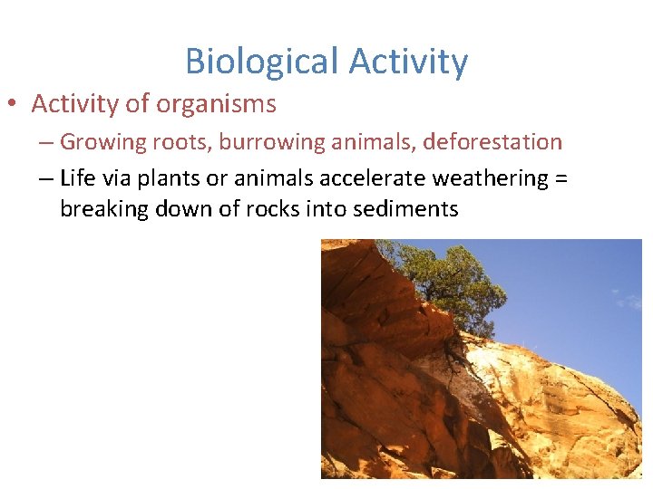 Biological Activity • Activity of organisms – Growing roots, burrowing animals, deforestation – Life