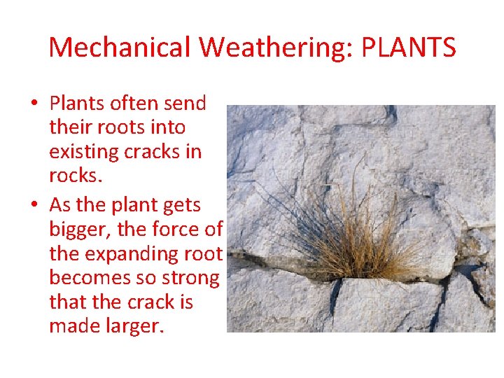 Mechanical Weathering: PLANTS • Plants often send their roots into existing cracks in rocks.