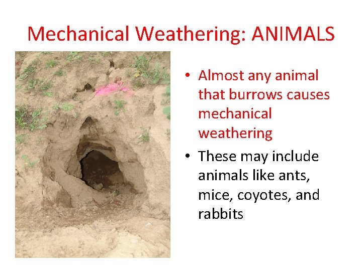Mechanical Weathering: ANIMALS • Almost any animal that burrows causes mechanical weathering • These