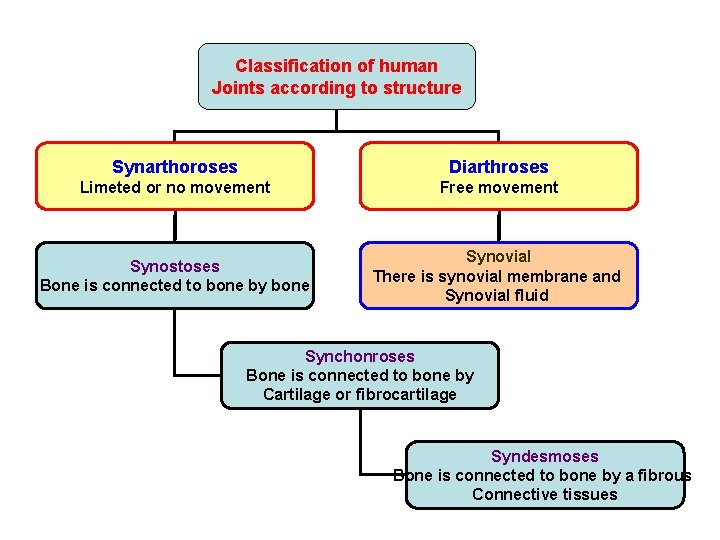 Classification of human Joints according to structure Synarthoroses Diarthroses Limeted or no movement Free