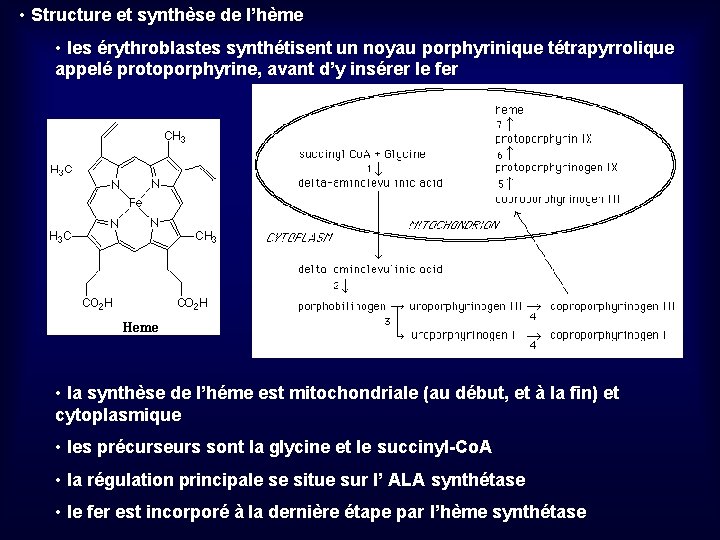  • Structure et synthèse de l’hème • les érythroblastes synthétisent un noyau porphyrinique