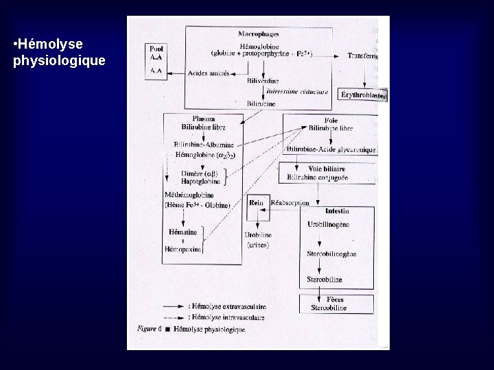  • Hémolyse physiologique 