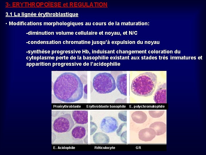 3 - ERYTHROPOÏESE et REGULATION 3. 1 La lignée érythroblastique • Modifications morphologiques au