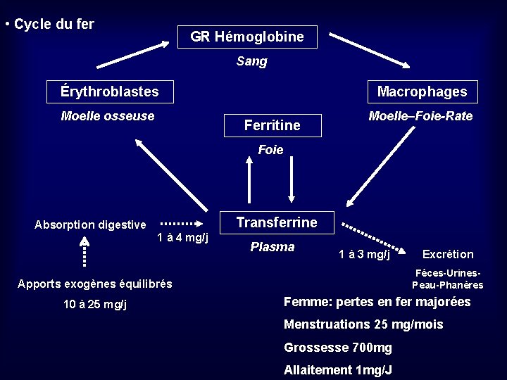  • Cycle du fer GR Hémoglobine Sang Érythroblastes Macrophages Moelle osseuse Moelle–Foie-Rate Ferritine