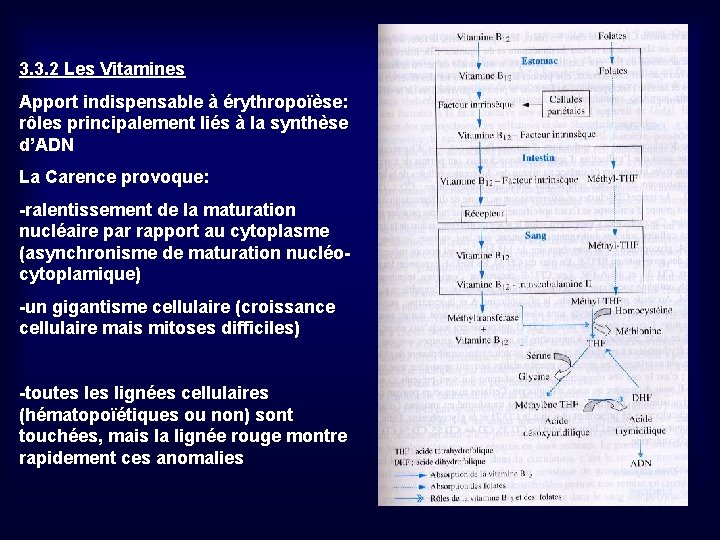 3. 3. 2 Les Vitamines Apport indispensable à érythropoïèse: rôles principalement liés à la