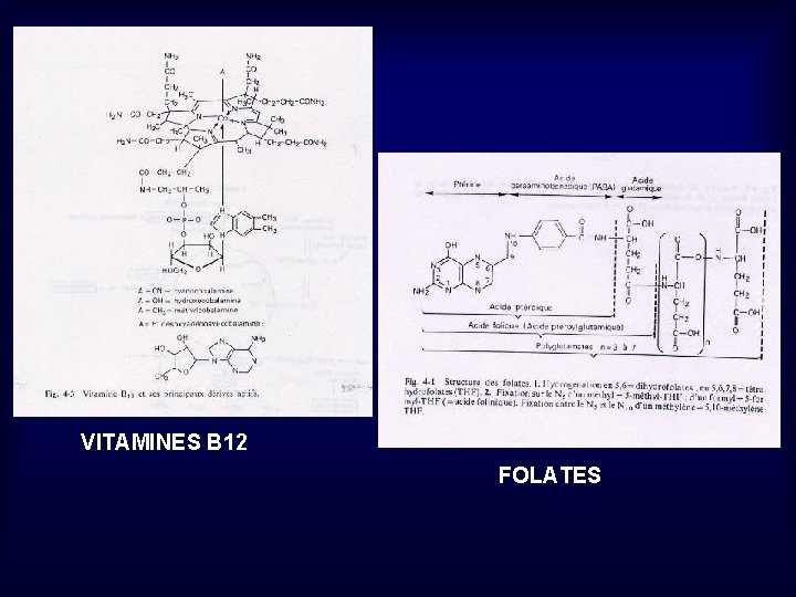 VITAMINES B 12 FOLATES 