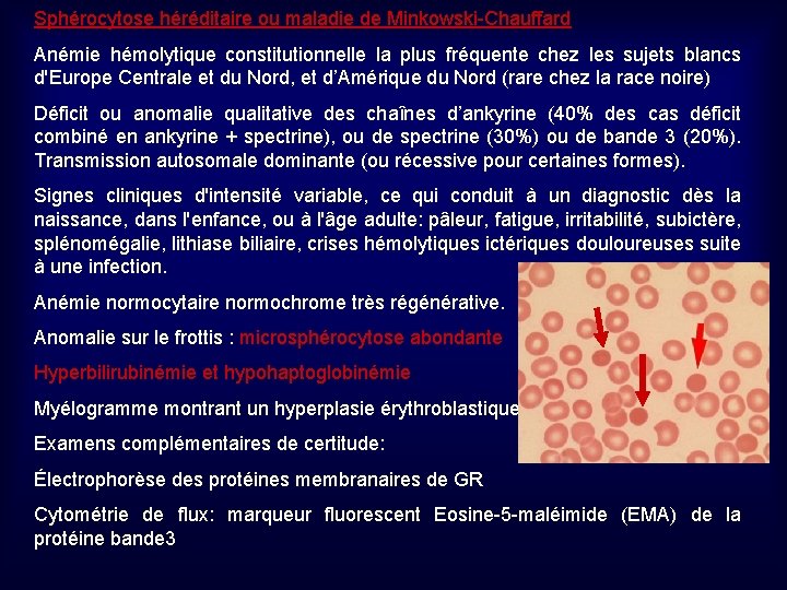 Sphérocytose héréditaire ou maladie de Minkowski-Chauffard Anémie hémolytique constitutionnelle la plus fréquente chez les