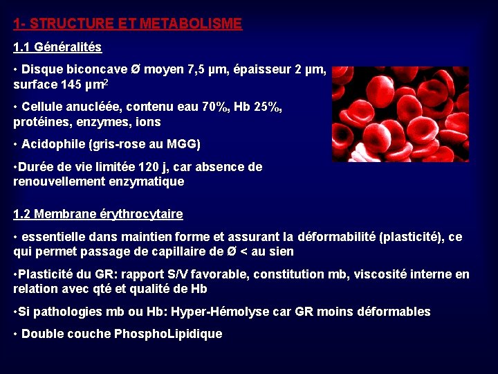 1 - STRUCTURE ET METABOLISME 1. 1 Généralités • Disque biconcave Ø moyen 7,