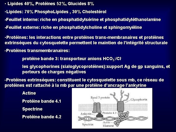  • Lipides 40%, Protéines 52%, Glucides 8% • Lipides: 70% Phospho. Lipides ,