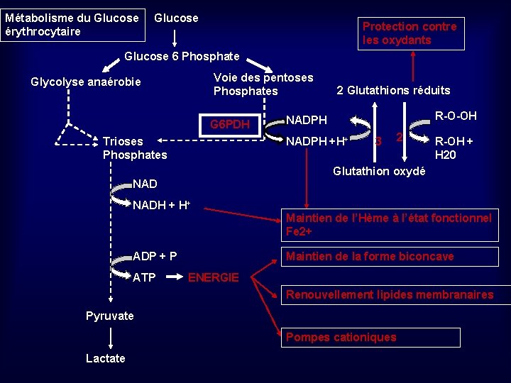 Métabolisme du Glucose érythrocytaire Glucose Protection contre les oxydants Glucose 6 Phosphate Voie des