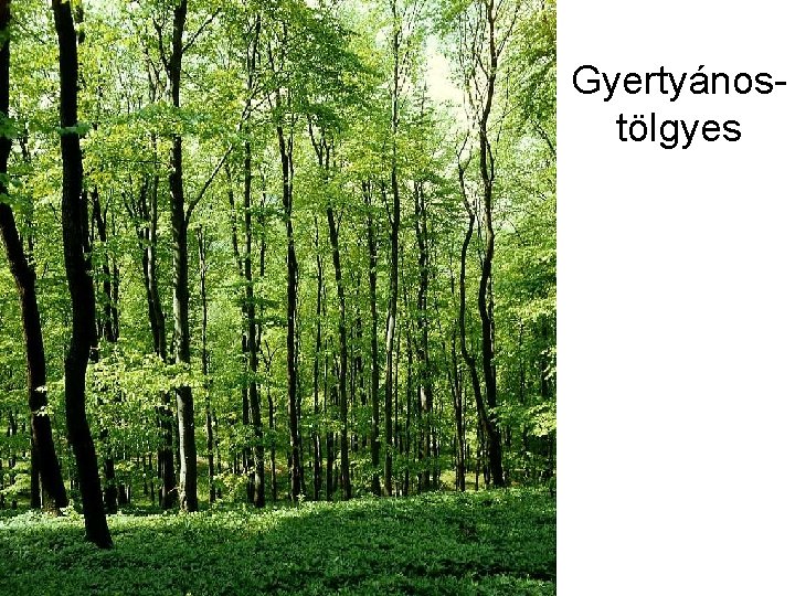 Gyertyánostölgyes 