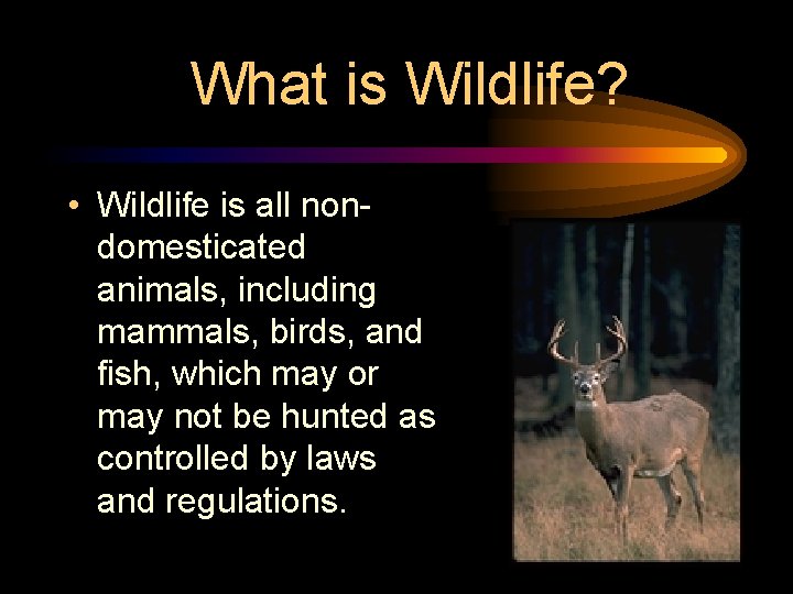 What is Wildlife? • Wildlife is all nondomesticated animals, including mammals, birds, and fish,