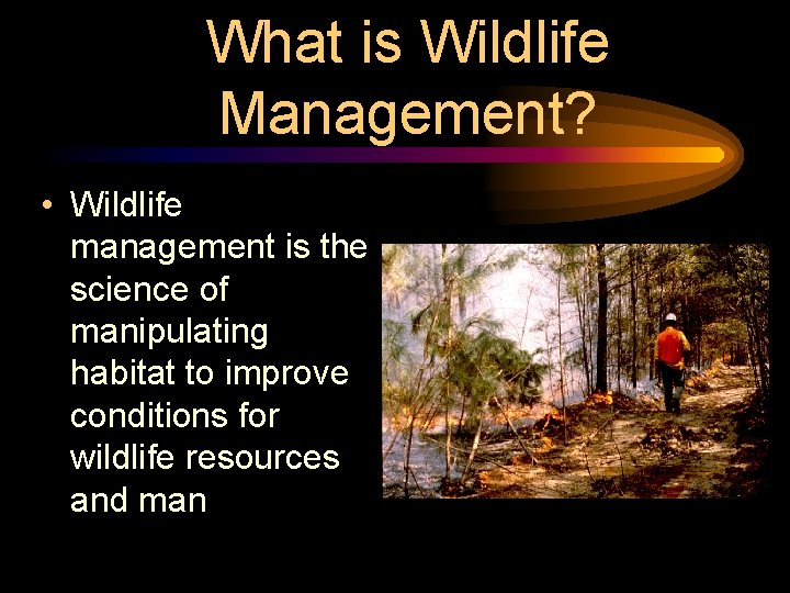 What is Wildlife Management? • Wildlife management is the science of manipulating habitat to