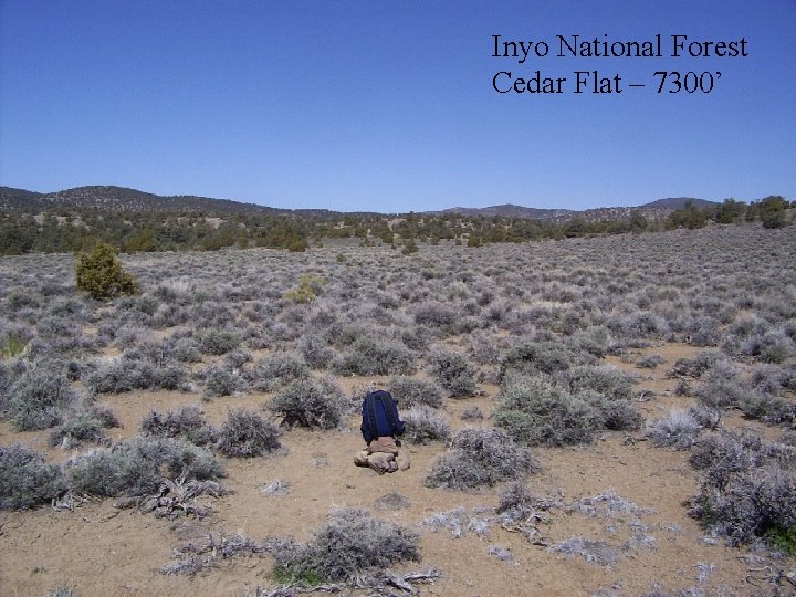Inyo National Forest Cedar Flat – 7300’ 