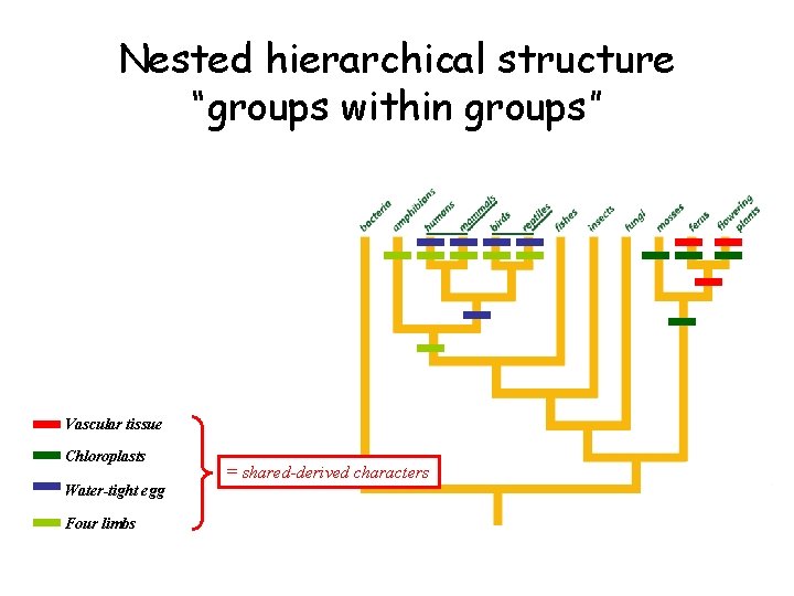Nested hierarchical structure “groups within groups” Vascular tissue Chloroplasts Water-tight egg Four limbs =
