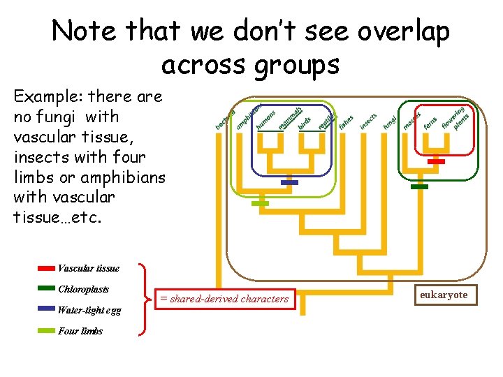 Note that we don’t see overlap across groups Example: there are no fungi with