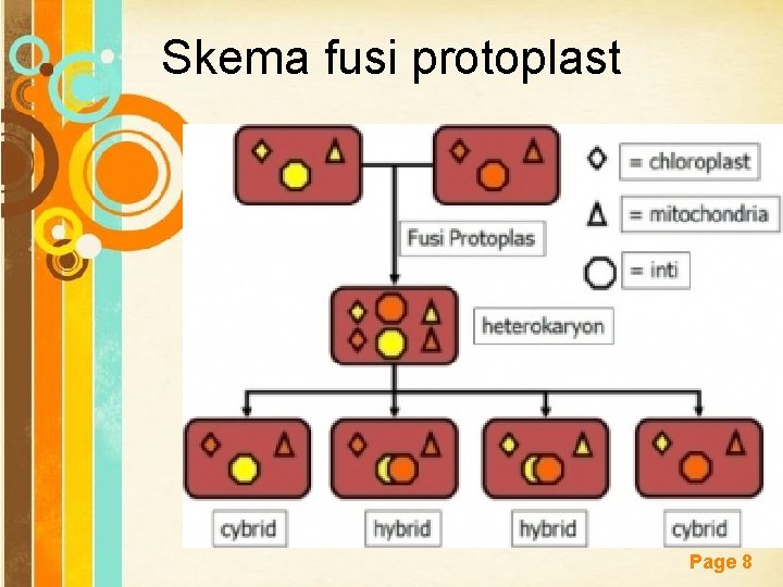 Skema fusi protoplast Free Powerpoint Templates Page 8 