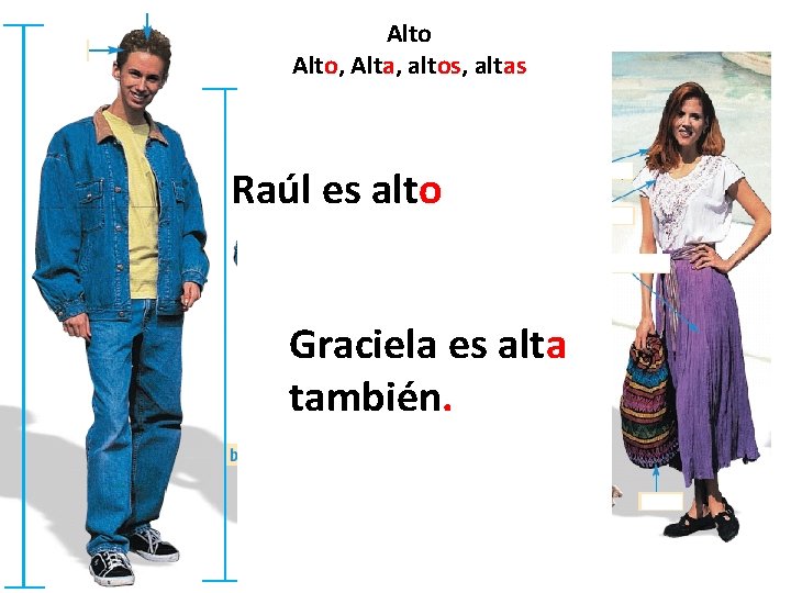 Alto, Alta, altos, altas Raúl es alto Graciela es alta también. 