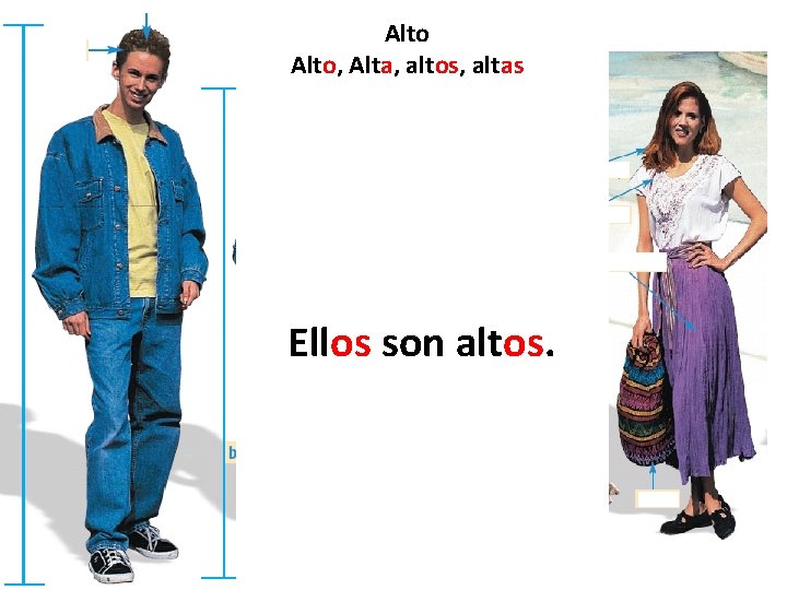 Alto, Alta, altos, altas Ellos son altos. 