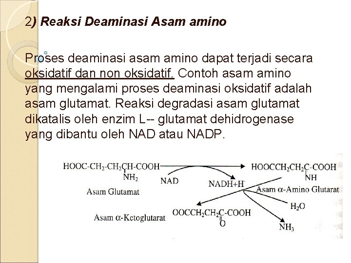 2) Reaksi Deaminasi Asam amino Proses deaminasi asam amino dapat terjadi secara oksidatif dan