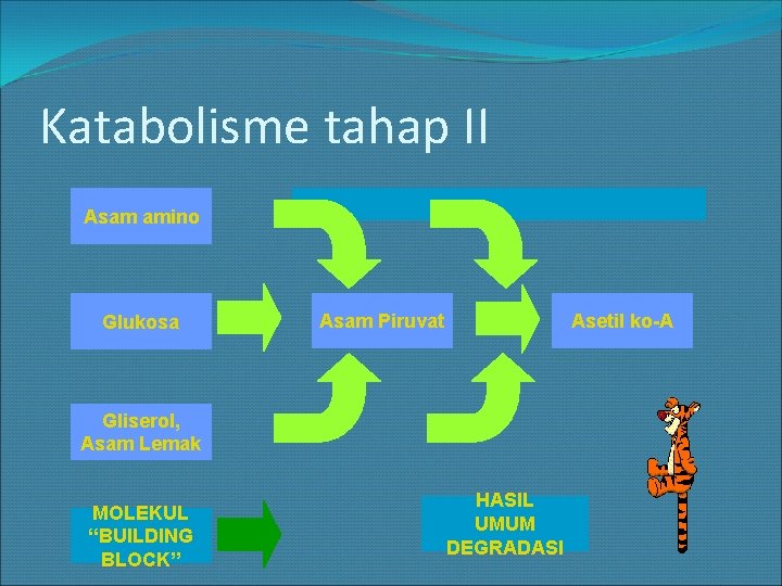 Katabolisme tahap II Asam amino Glukosa Asam Piruvat Asetil ko-A Gliserol, Asam Lemak MOLEKUL