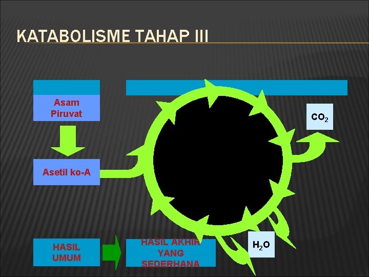 KATABOLISME TAHAP III Asam Piruvat CO 2 Asetil ko-A HASIL UMUM HASIL AKHIR YANG