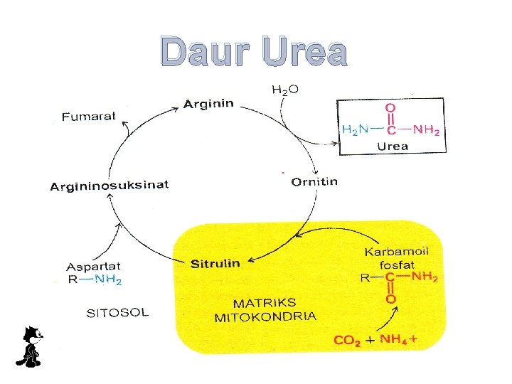 Daur Urea 