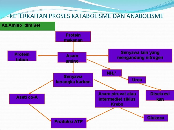 KETERKAITAN PROSES KATABOLISME DAN ANABOLISME As. Amino dlm Sel Protein makanan Protein tubuh Senyawa