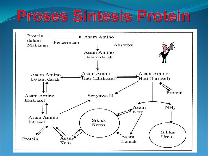 Proses Sintesis Protein 